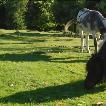 Les Jardins De Sophie 4* Xonrupt-Longemer