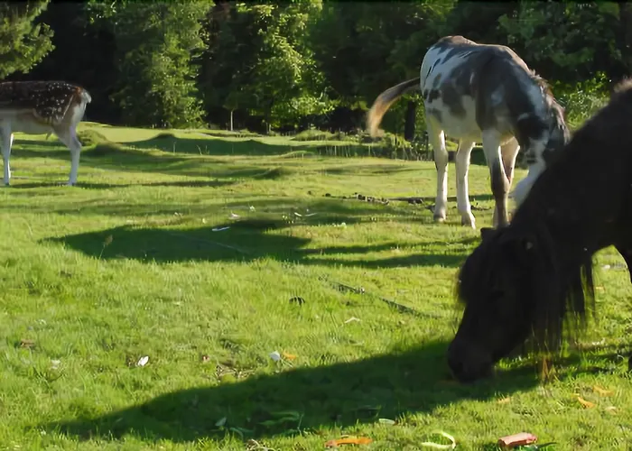 Les Jardins De Sophie 4* Xonrupt-Longemer