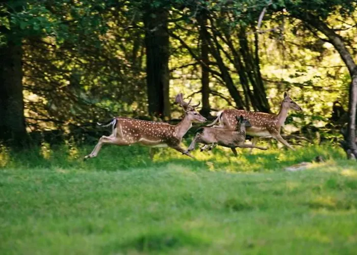 Les Jardins De Sophie Hotel